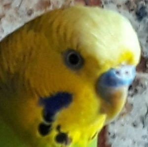 Meet your Posher, Armando